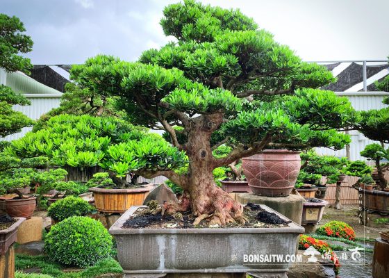 6e76bef0 3f04 40f2 a3c0 026f3b8fdffc [羅漢松] 超大型盆栽.整理 羅漢松(Podocarpus costalis)