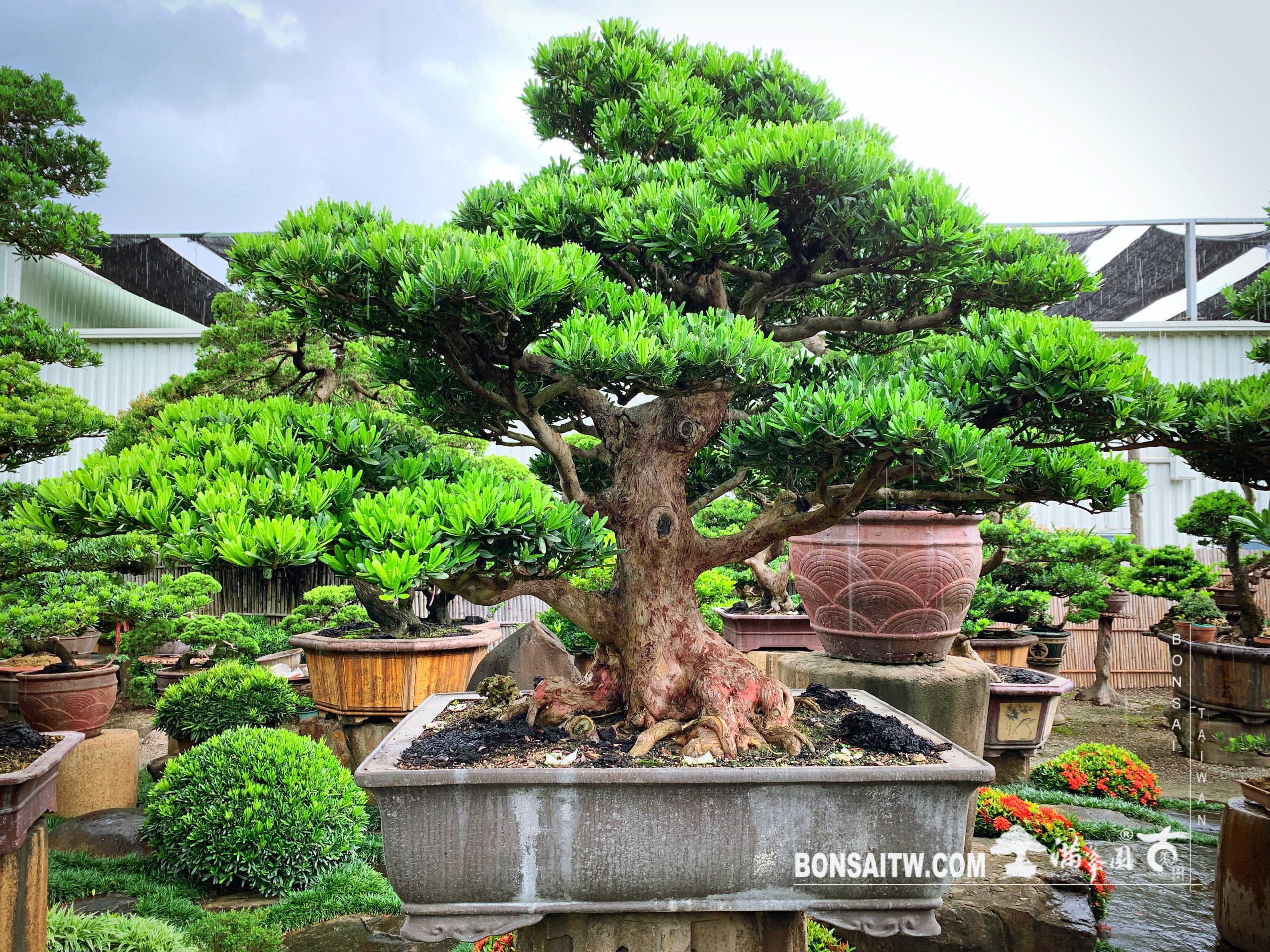 6e76bef0 3f04 40f2 a3c0 026f3b8fdffc [羅漢松] 超大型盆栽.整理