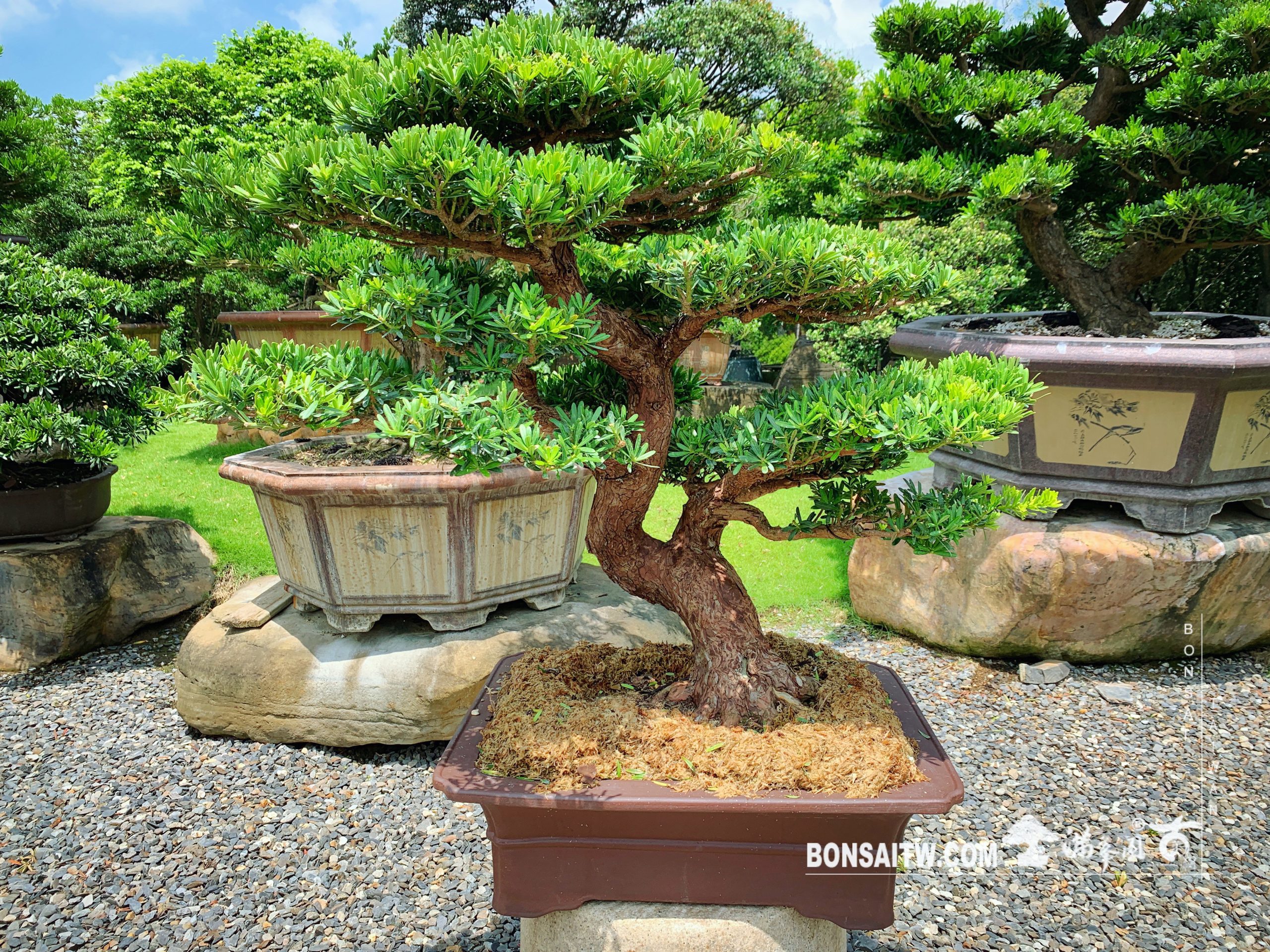 7034319b 425a 4caf 842b a7ee2d330aa9 [晶鑽羅漢松] 盆景.整理 晶鑽羅漢松(Diamond Podocarpus costalis)