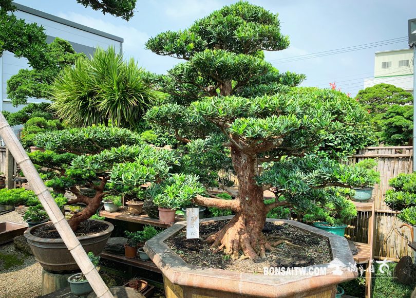 78494afe 8c3a 4db9 9689 25eb79bccd9f [羅漢松] 超大型盆景.整理 大型庭園樹專區(Garden Tree)
