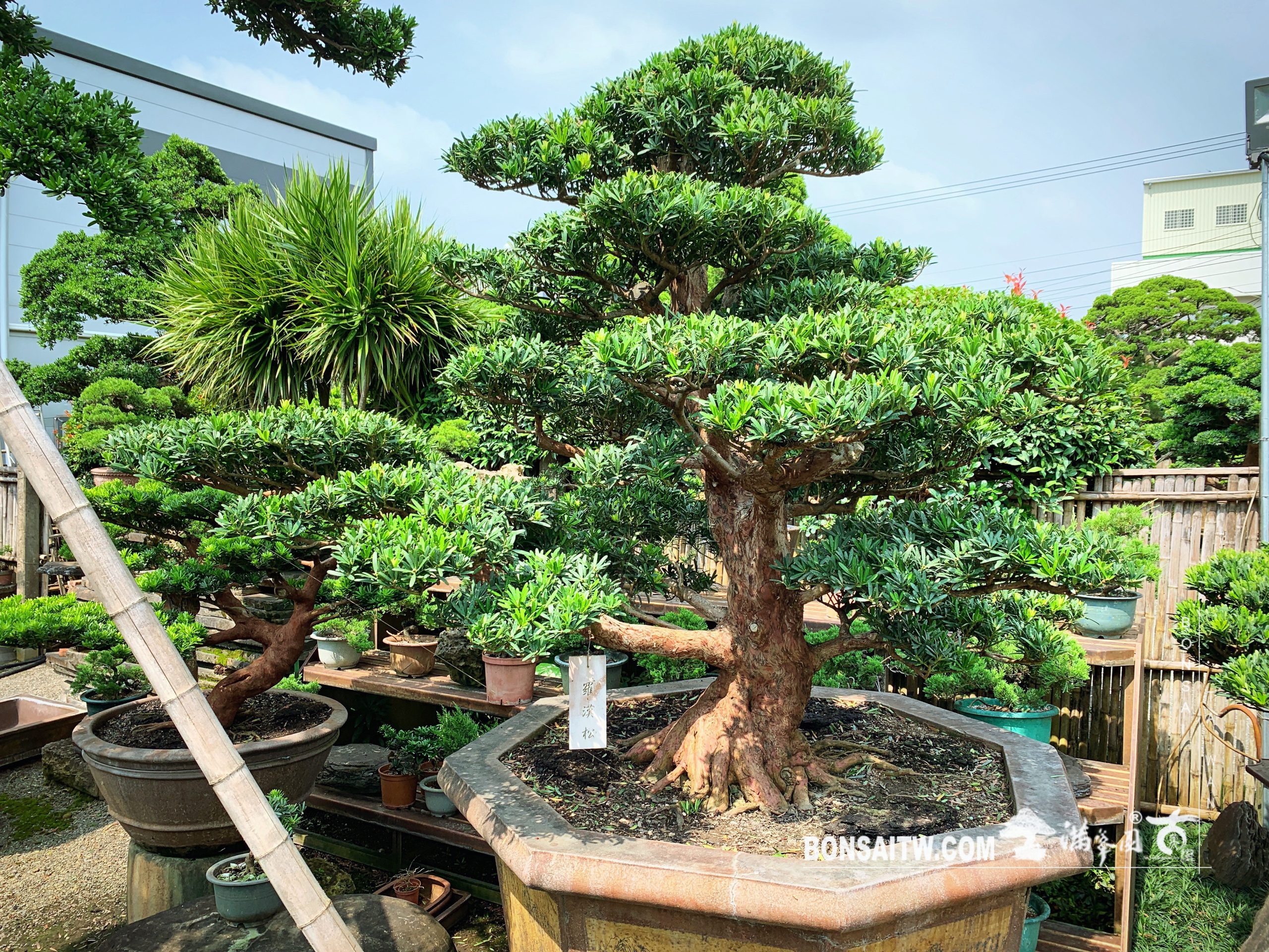 78494afe 8c3a 4db9 9689 25eb79bccd9f [羅漢松] 超大型盆景.整理 大型庭園樹專區(Garden Tree)
