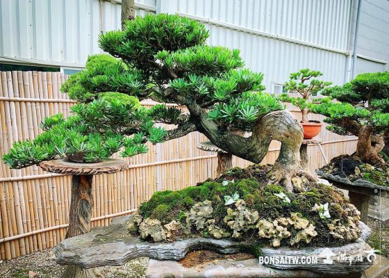 8c445f57 57fd 4e3b 9d3f e6adf68f2f50 [晶鑽羅漢松] 整理 石盤