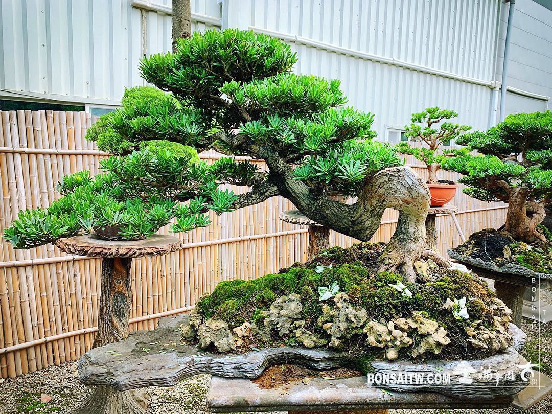 8c445f57 57fd 4e3b 9d3f e6adf68f2f50 [晶鑽羅漢松] 整理 晶鑽羅漢松(Diamond Podocarpus costalis)