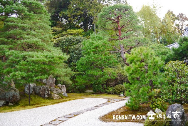 P1100281 [日本庭園]金地院．京都