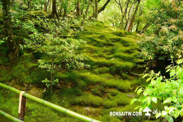 P1240467 [日本庭園]銀閣寺(慈照寺)Ginkaku-ji．京都