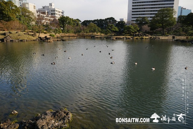 P1250044 [日本庭園]旧芝離宮恩賜庭園．東京