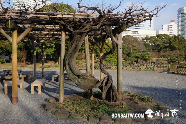 P1250105 [日本庭園]旧芝離宮恩賜庭園．東京