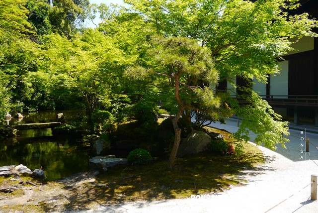 P1260110 [日本庭園]知恩院．京都