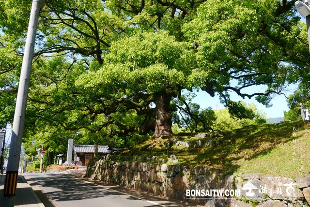 P1260211 [日本庭園]青蓮院．京都