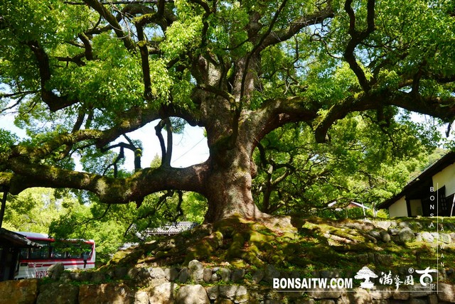 P1260212 [日本庭園]青蓮院．京都