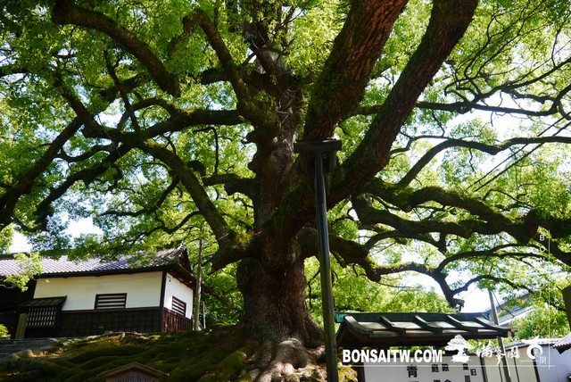 P1260220 [日本庭園]青蓮院．京都