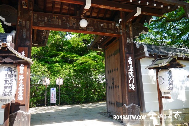 P1260228 [日本庭園]青蓮院．京都