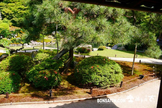 P1260239 [日本庭園]青蓮院．京都