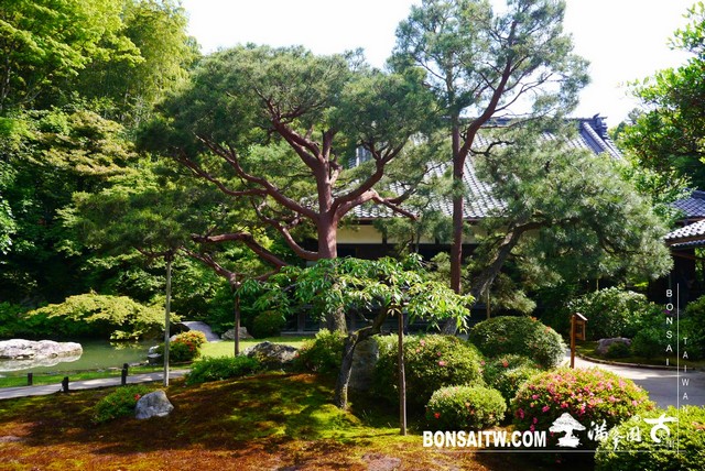 P1260259 [日本庭園]青蓮院．京都