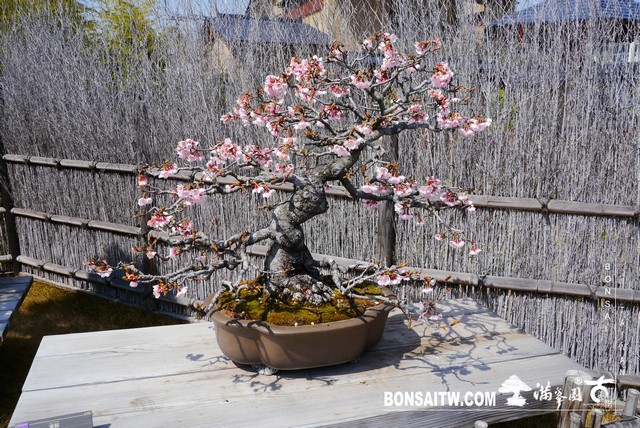 P1390891 [建築與空間]大宮盆栽美術館 建築與空間(architecture and space)