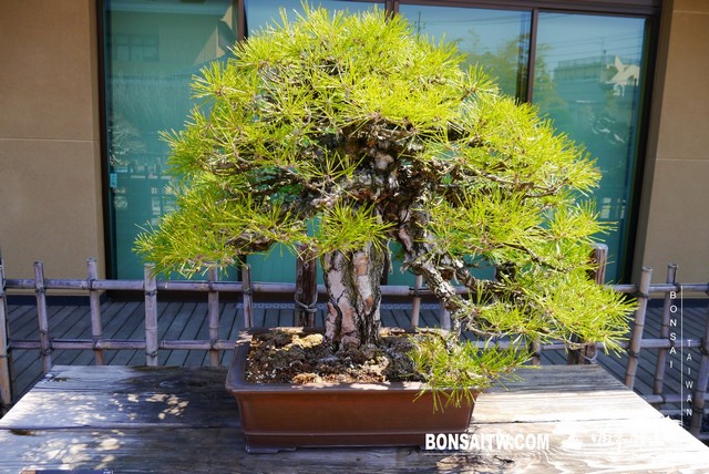 P1390904 [建築與空間]大宮盆栽美術館 建築與空間(architecture and space)