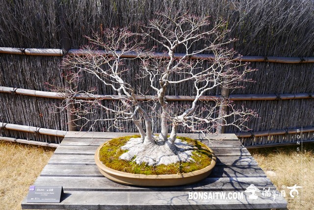 P1390916 [建築與空間]大宮盆栽美術館 建築與空間(architecture and space)