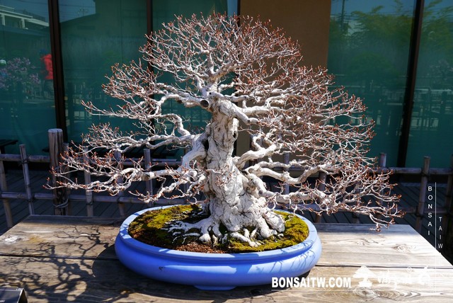 P1390942 [建築與空間]大宮盆栽美術館 建築與空間(architecture and space)