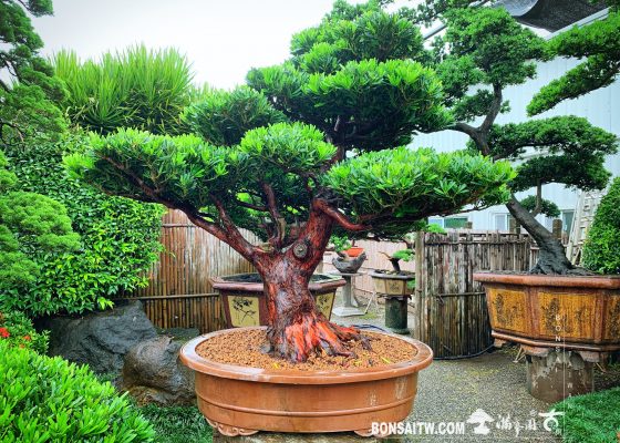 bed4d86a 2566 43e5 b29a b7656615900e [羅漢松] 大型盆景.整理 羅漢松(Podocarpus costalis)