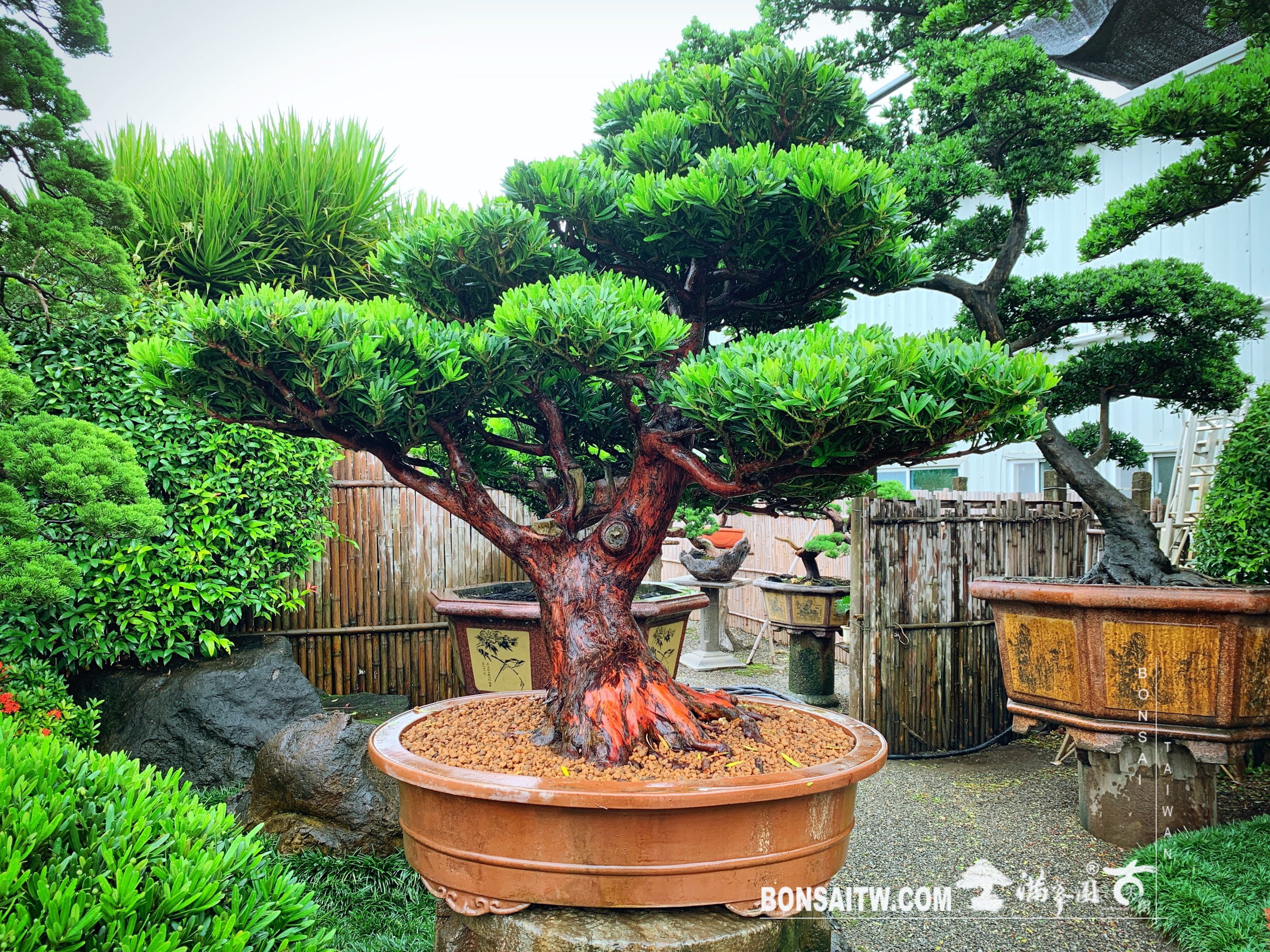 bed4d86a 2566 43e5 b29a b7656615900e [羅漢松] 大型盆景.整理
