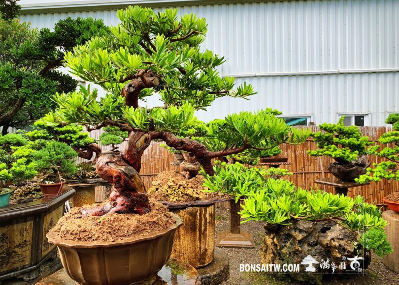 c5a797a2 1c46 4b31 b9cc abdd6d6b86d3 [羅漢松] 實實在在的做人，腳踏實地的做事。