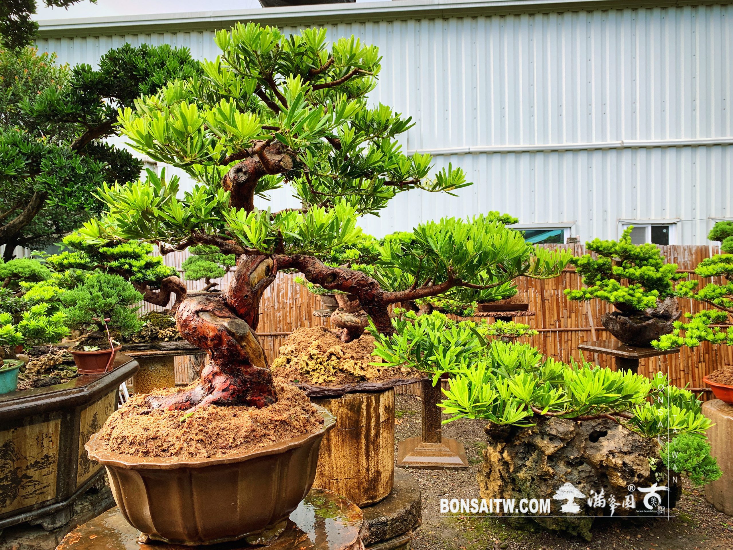 c5a797a2 1c46 4b31 b9cc abdd6d6b86d3 [羅漢松] 實實在在的做人，腳踏實地的做事。