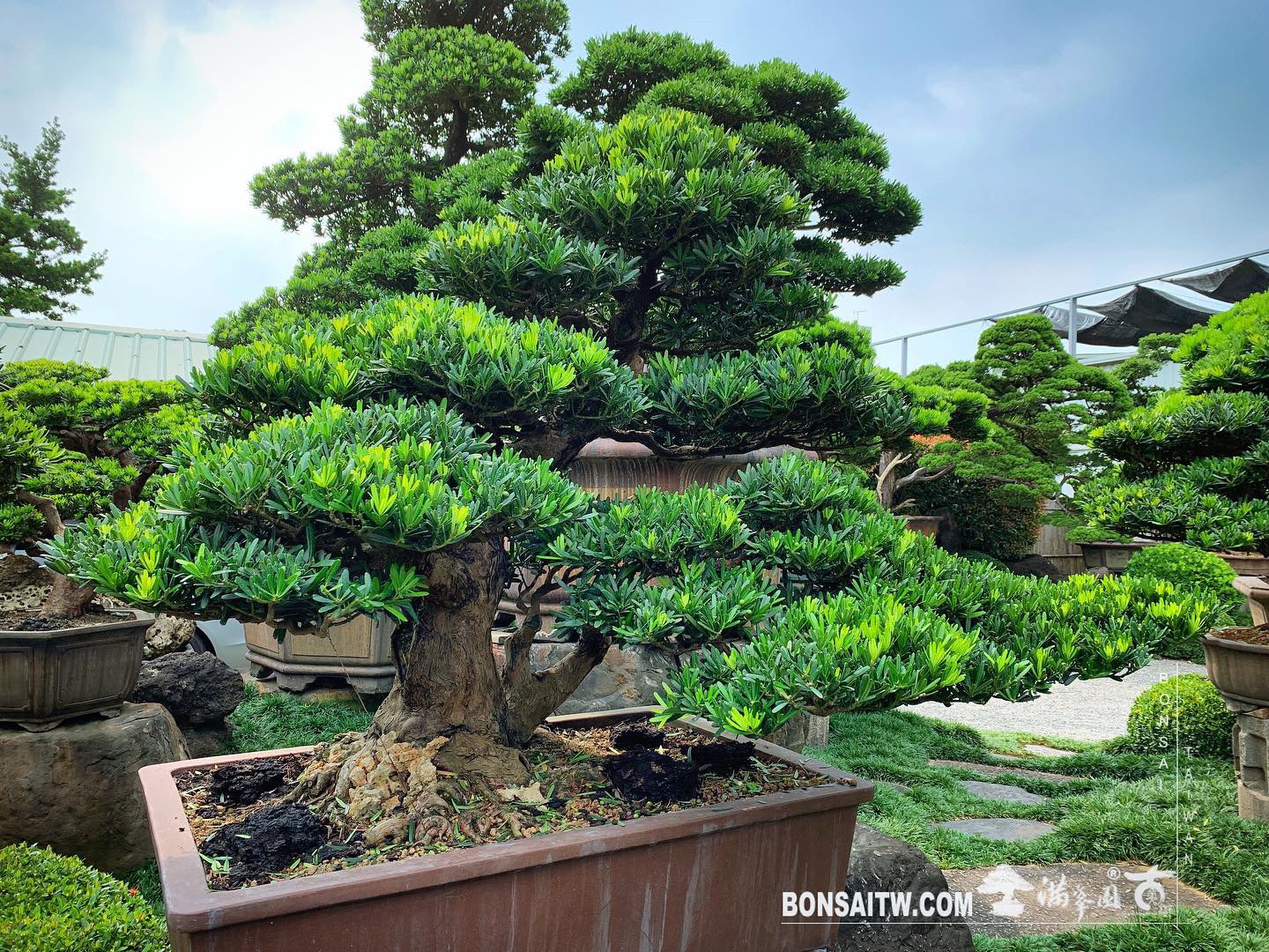 c60911b2 74b9 4604 96df 549669ff7045 [羅漢松] 除了準備好自己，別無他法。