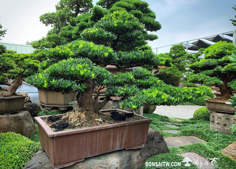 d84b1e09 3070 4148 b315 6fad51afd4b7 [羅漢松] 除了準備好自己，別無他法。