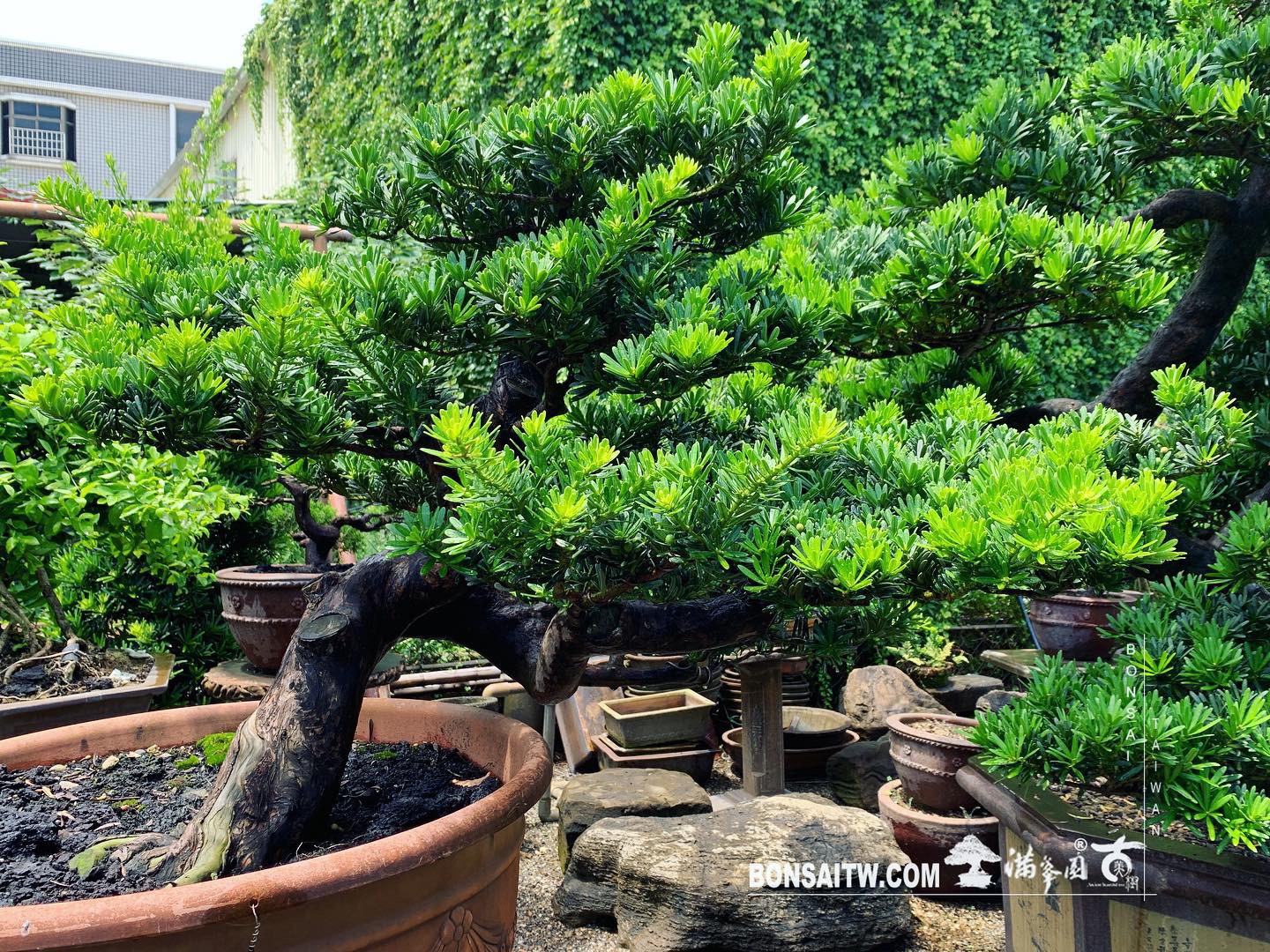 ecfa4135 20c2 493f 9c47 c8761d22ba10 ‪[晶鑽羅漢松] 整理‬ 晶鑽羅漢松(Diamond Podocarpus costalis)