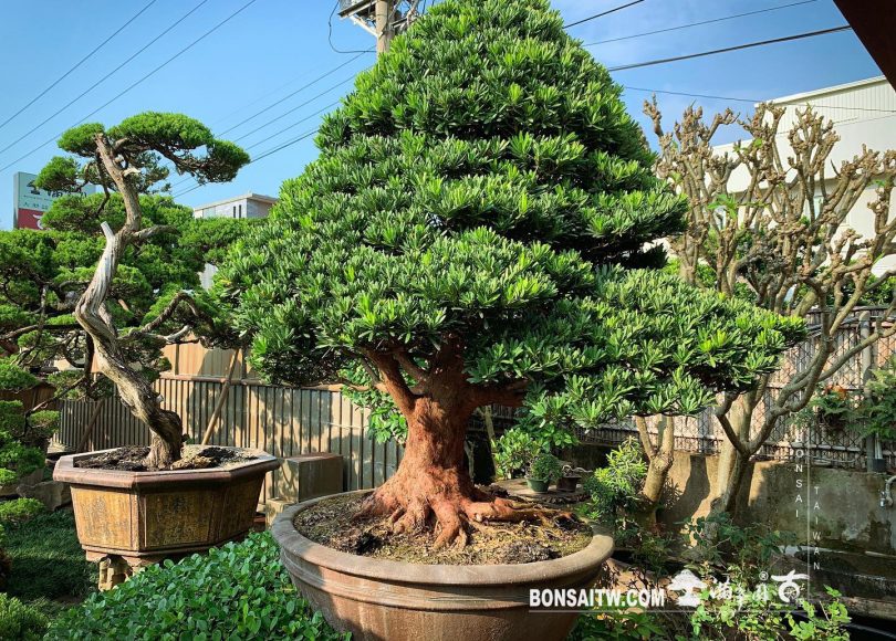 edef98c8 5246 4690 99b9 439c3c6a35b0 [羅漢松] 整理