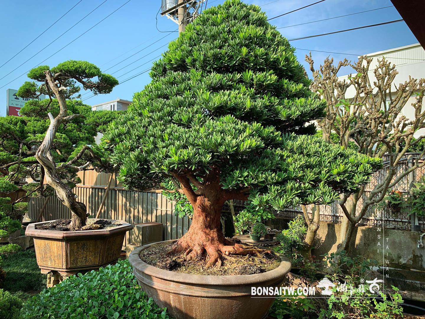 edef98c8 5246 4690 99b9 439c3c6a35b0 [羅漢松] 整理