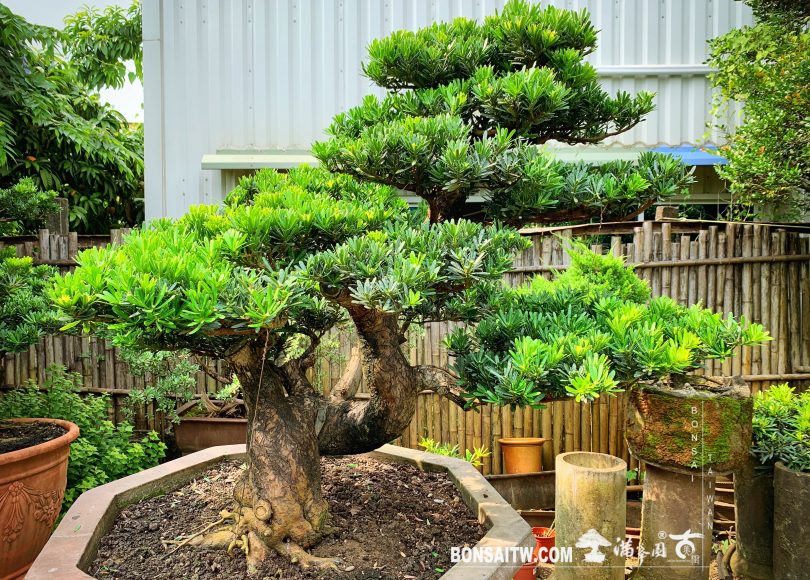 f00f0b38 dede 4858 bcfc cd0c684d69cf [晶鑽羅漢松] 盆栽.整理 晶鑽羅漢松(Diamond Podocarpus costalis)