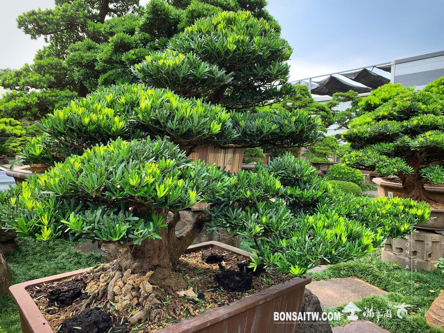 f0de0286 6945 4b5c a249 3b7b25bd1de0 [羅漢松] 除了準備好自己，別無他法。