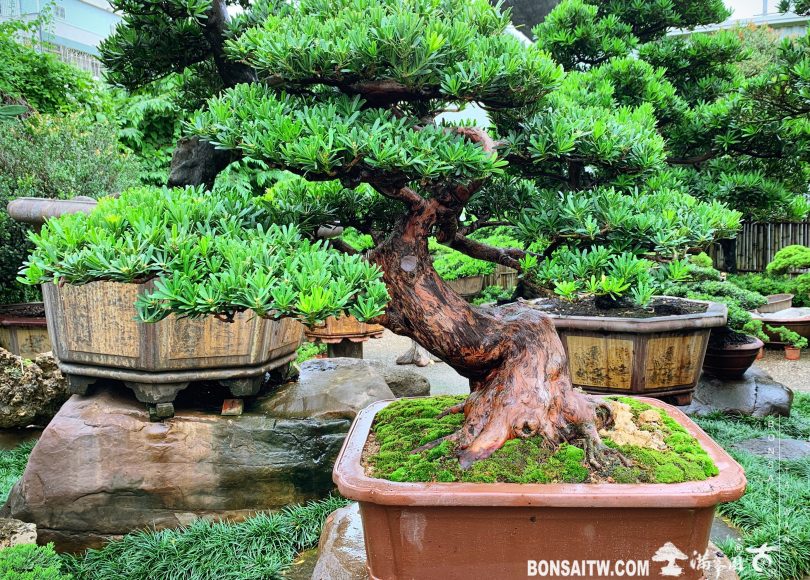 f5b800ea 6a17 4513 9114 41b1da935375 [晶鑽羅漢松] 整理 晶鑽羅漢松(Diamond Podocarpus costalis)