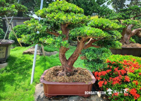 f7f9cdb3 7b27 4476 9d2a 308fe900b8c4 [晶鑽羅漢松] 盆景.整理 diamond