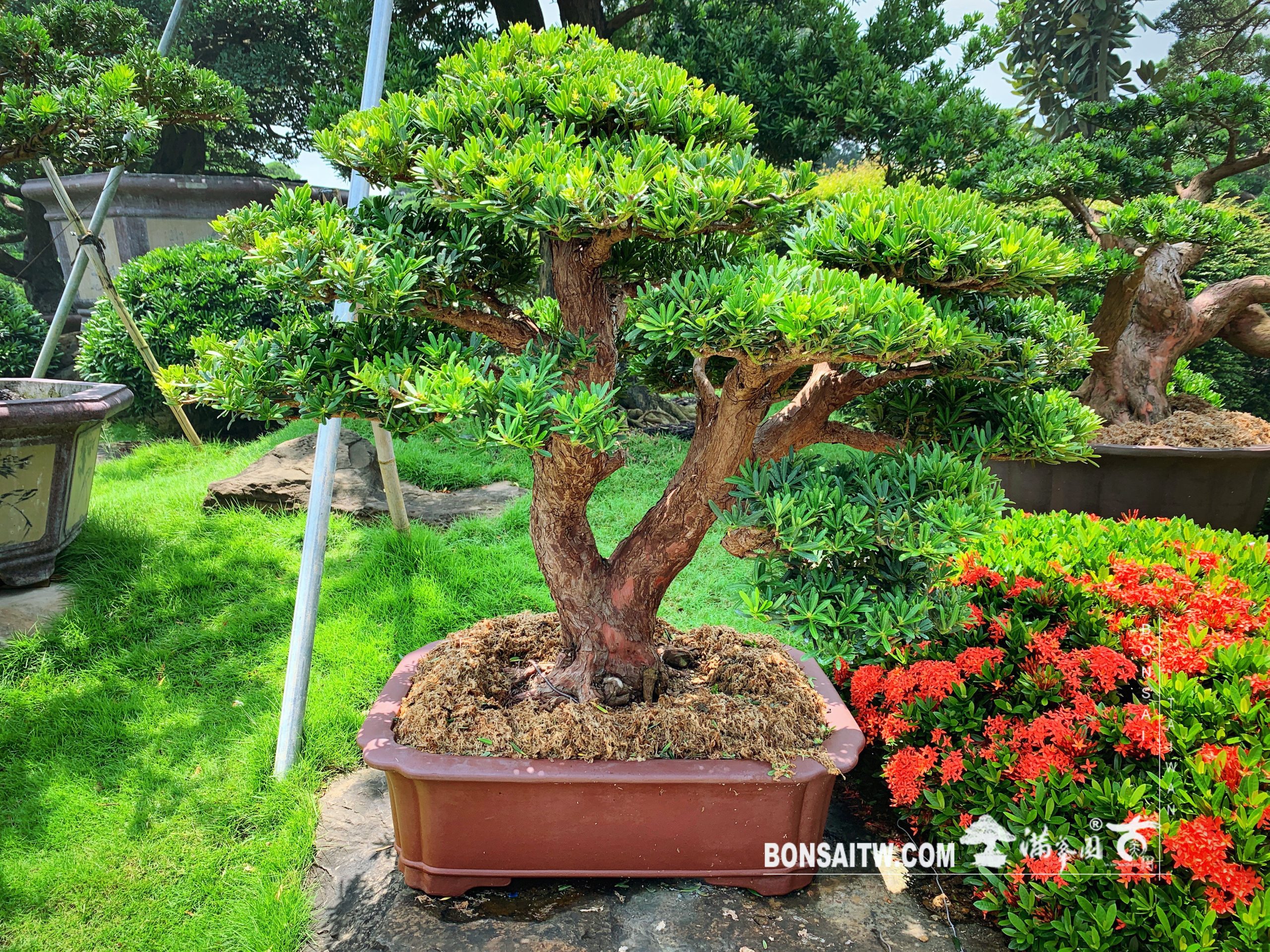 f7f9cdb3 7b27 4476 9d2a 308fe900b8c4 [晶鑽羅漢松] 盆景.整理 晶鑽羅漢松(Diamond Podocarpus costalis)