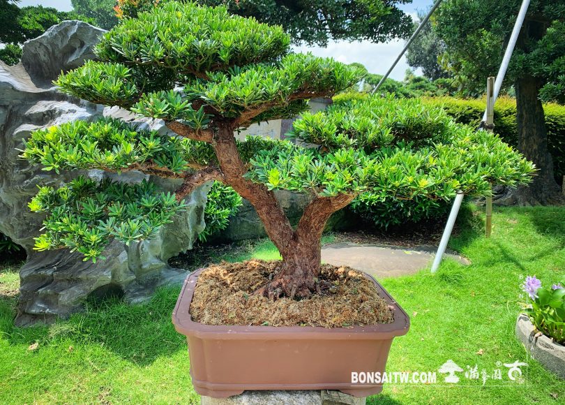 f85a6968 9cb7 461b a247 87f409d5b60f [晶鑽羅漢松] 只有把心靜下來，才道自己要的是什麼。 晶鑽羅漢松(Diamond Podocarpus costalis)