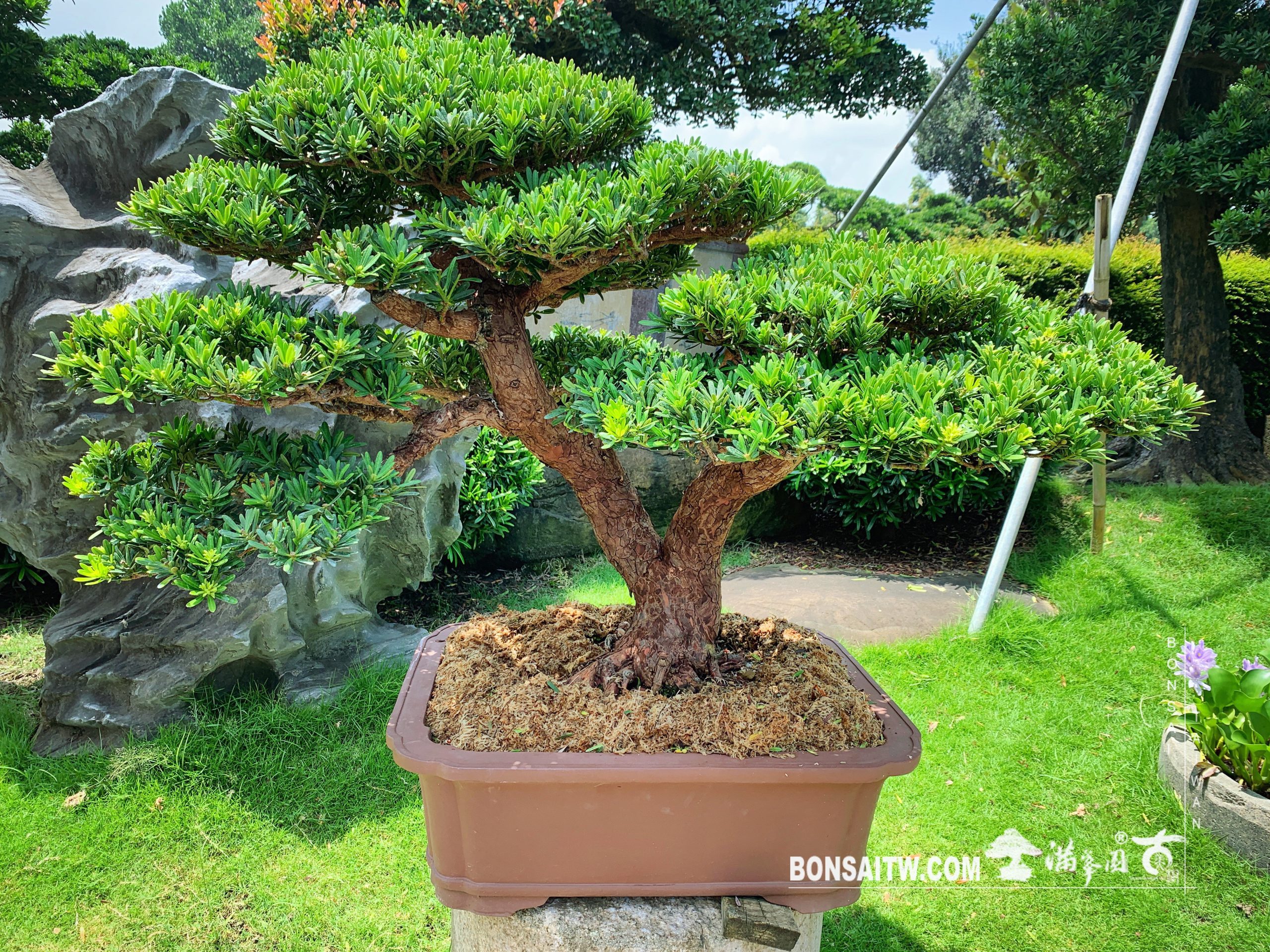 f85a6968 9cb7 461b a247 87f409d5b60f [晶鑽羅漢松] 只有把心靜下來，才道自己要的是什麼。 晶鑽羅漢松(Diamond Podocarpus costalis)