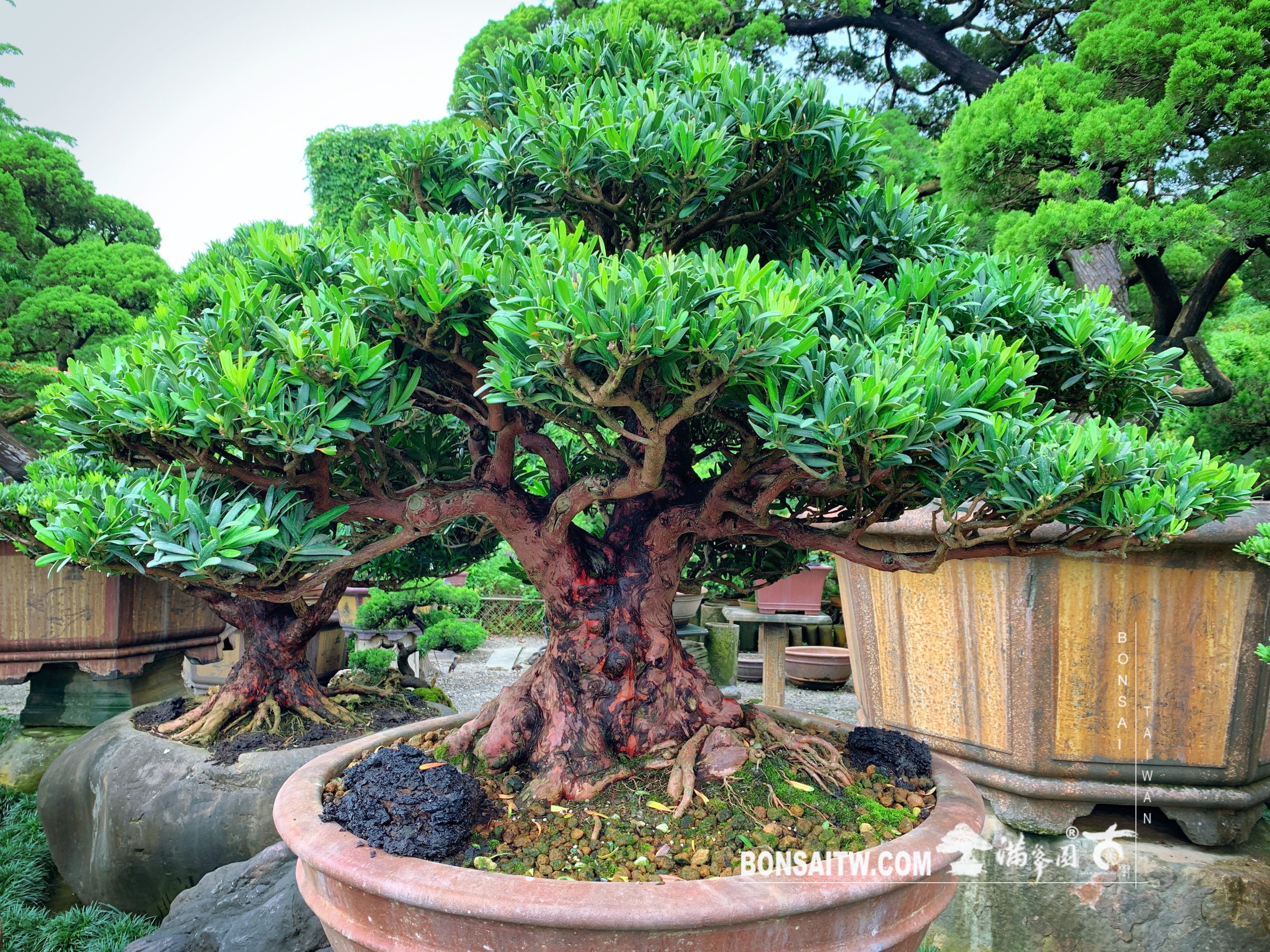 fb8c43c1 7b99 426d 90e7 b35d804872b2 [羅漢松] 滴水穿石。改變自己，才能改變命運。