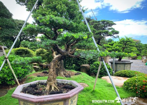 fef46238 aee7 4bfe b14f a8ea919f025e [晶鑽羅漢松] 大型盆景.整理 整枝