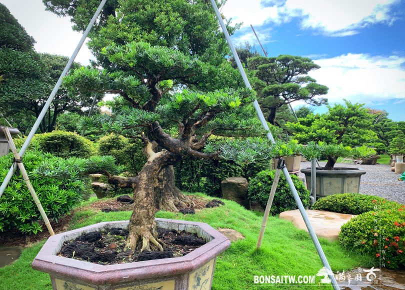 fef46238 aee7 4bfe b14f a8ea919f025e [晶鑽羅漢松] 大型盆景.整理 晶鑽羅漢松(Diamond Podocarpus costalis)