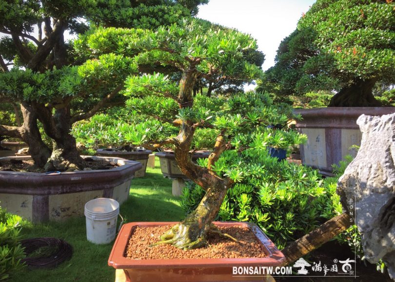 img 3628 [晶鑽羅漢松] 盆景.換盆整理 晶鑽羅漢松(Diamond Podocarpus costalis)