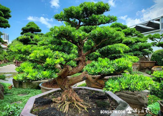 img 4617 [晶鑽羅漢松] 日日是好日，早安愉快。 diamond