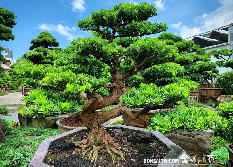 img 4617 [晶鑽羅漢松] 日日是好日，早安愉快。 晶鑽羅漢松(Diamond Podocarpus costalis)