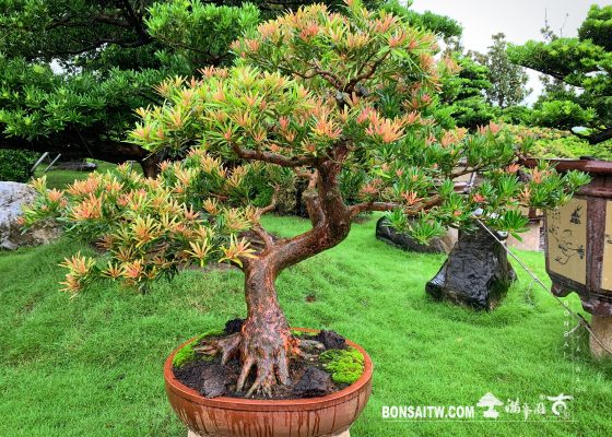 img 5272 [羅漢松]四季紅 紅芽羅漢松