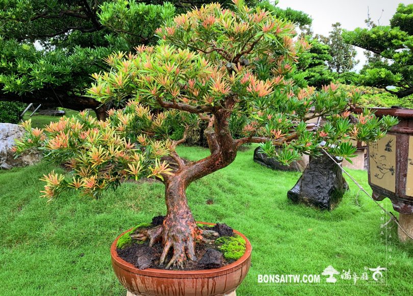 img 5272 [羅漢松]四季紅