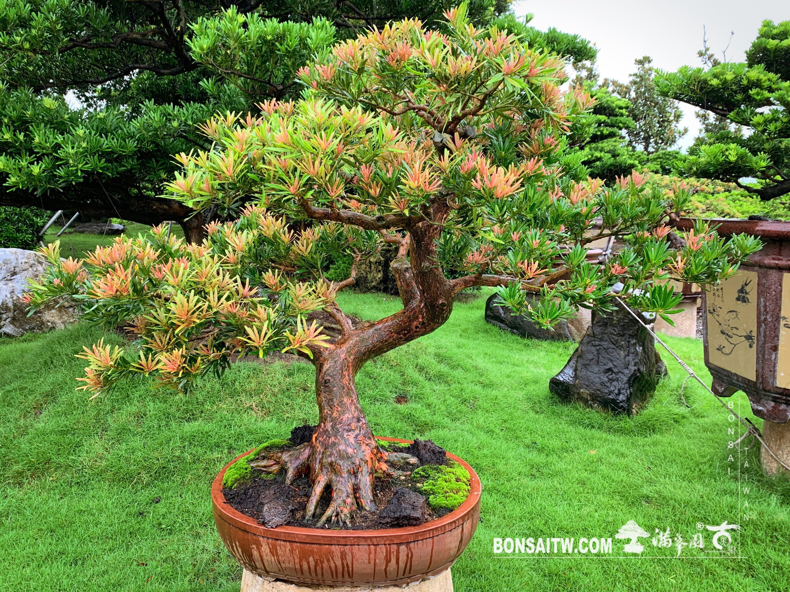 img 5272 [羅漢松]四季紅