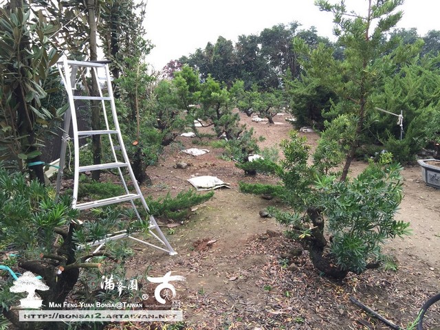 滿峯園古美樹羅漢松