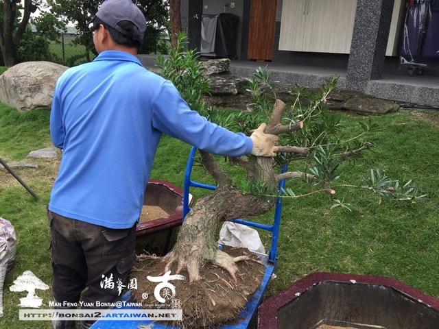 滿峯園古美樹羅漢松