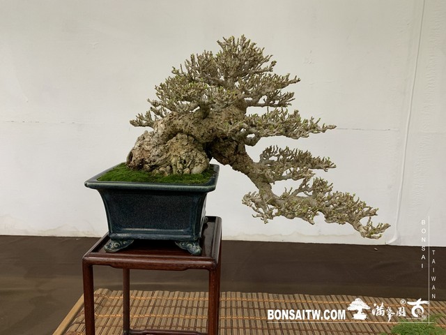 滿峯園古美樹大觀展